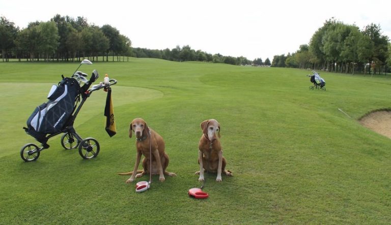 Curated visual reference: Gallery Detail: Dog Golf Finding A Dog Friendly Golf Course In London